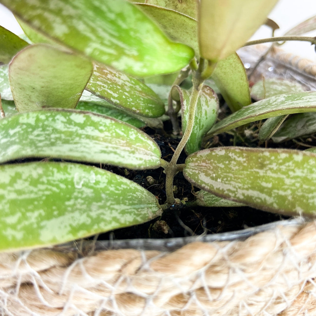 Hoya Sigillatis Foliage Dreams