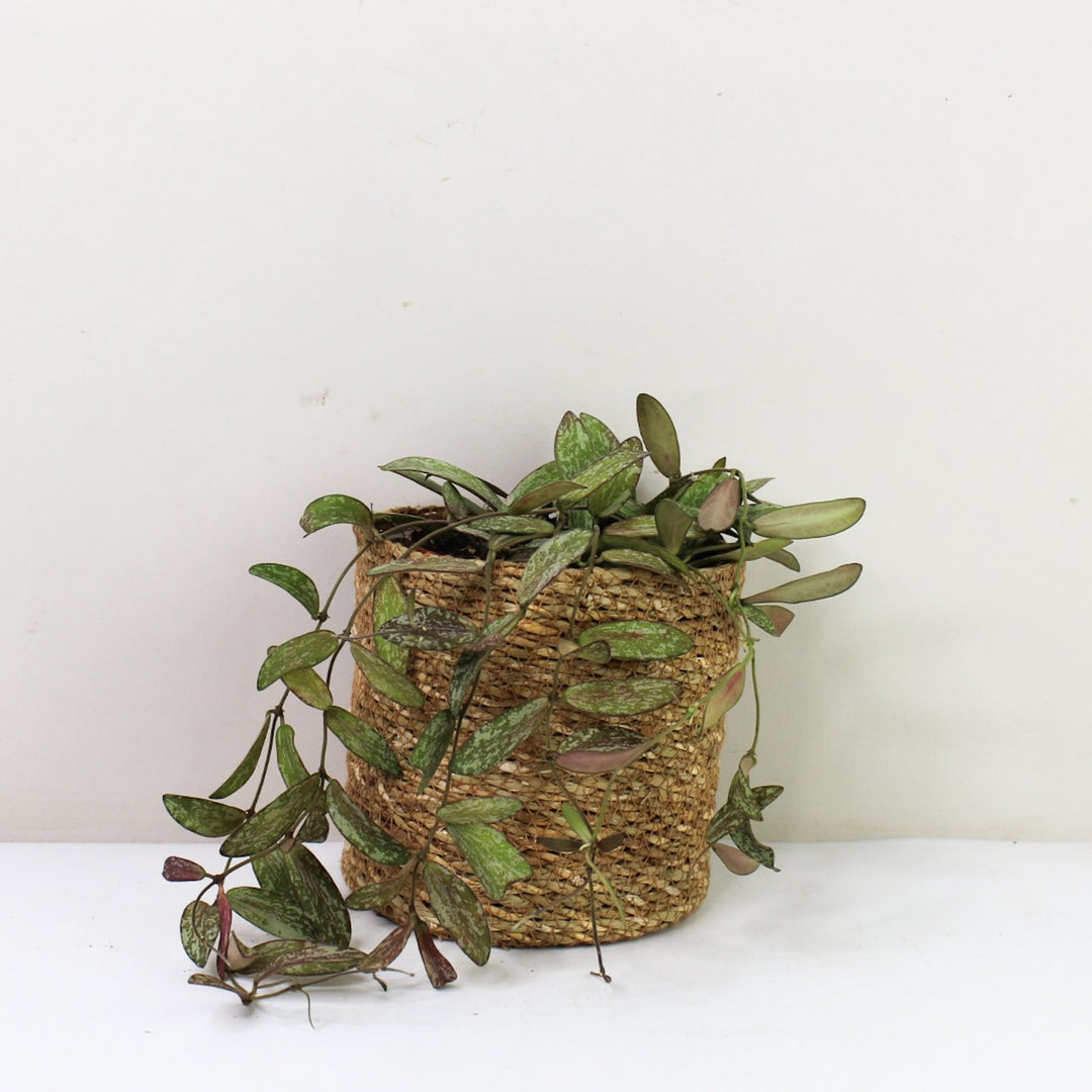 Hoya Sigillatis Foliage Dreams