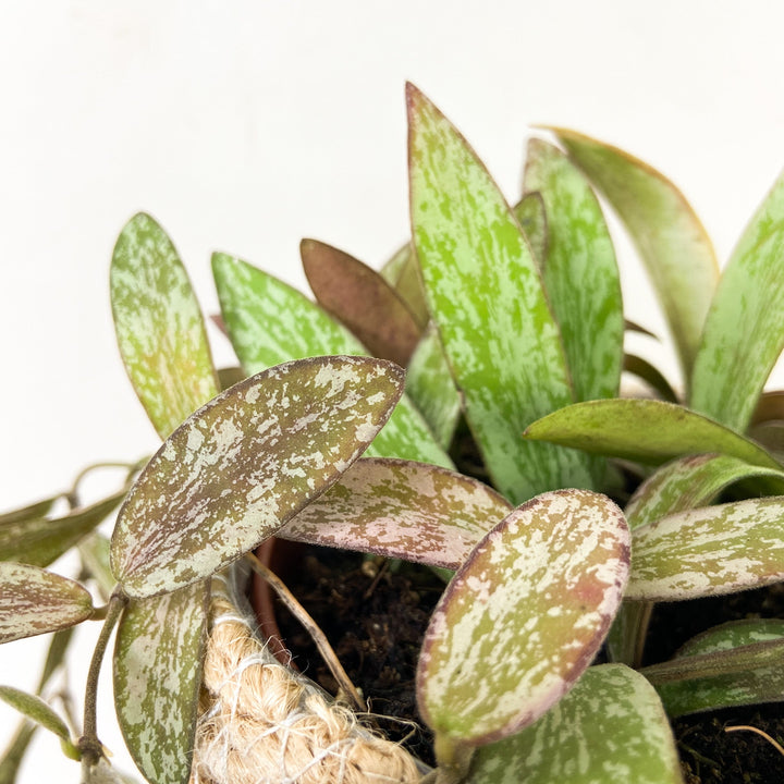 Hoya Sigillatis Foliage Dreams