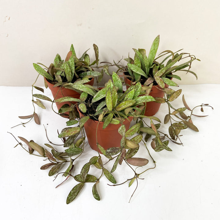 Hoya Sigillatis Foliage Dreams