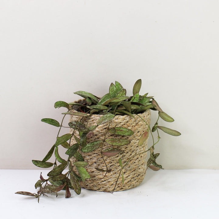 Hoya Sigillatis Foliage Dreams