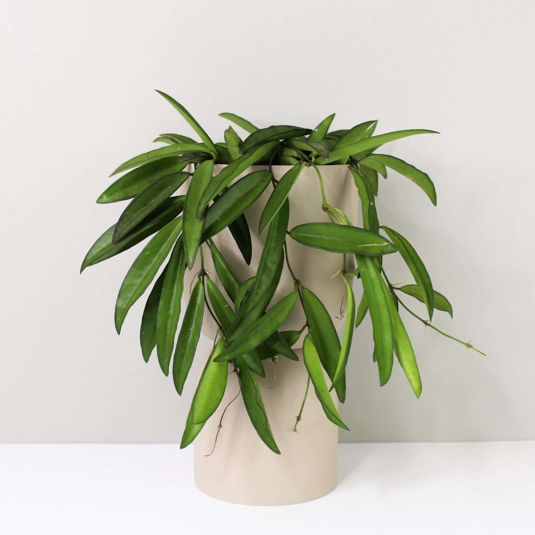 Hoya wayetii Foliage Dreams