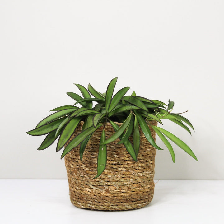 Hoya Wayetii M / Korb braun Foliage Dreams