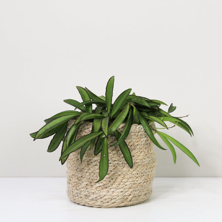 Hoya Wayetii M / Korb creme Foliage Dreams