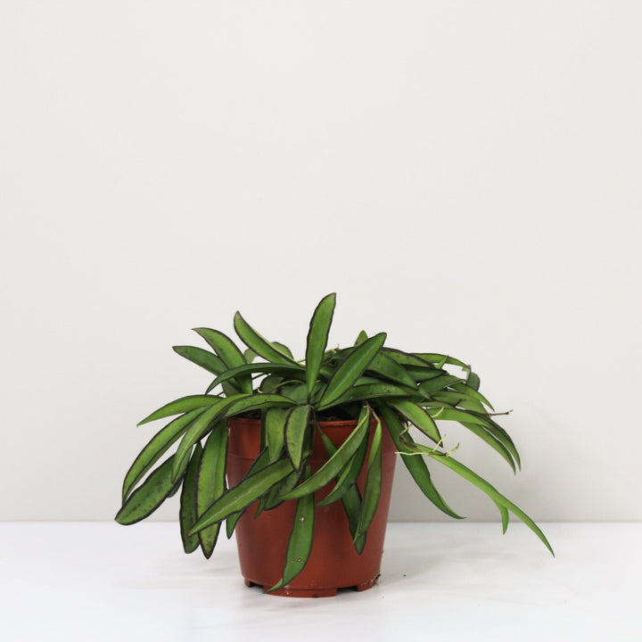 Hoya Wayetii M / ohne Übertopf Foliage Dreams