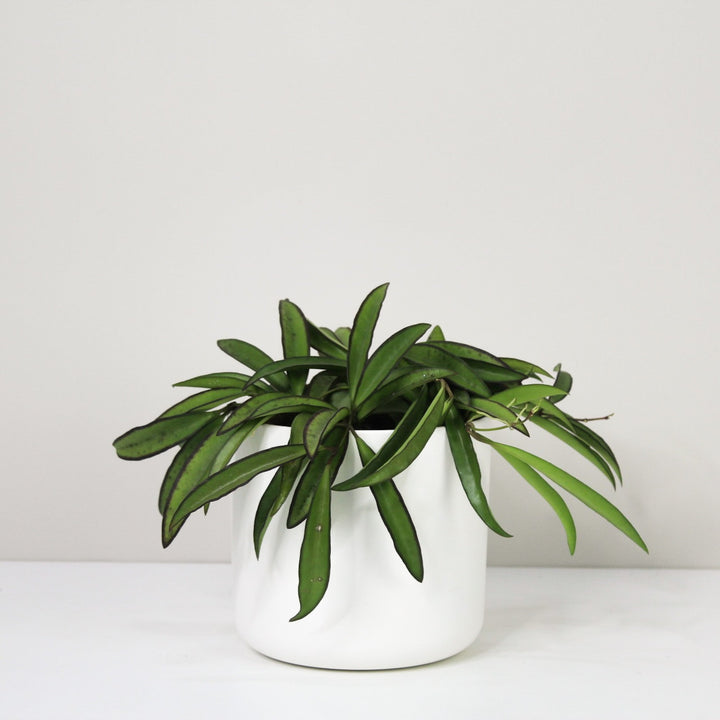 Hoya Wayetii M / Topf weiß Foliage Dreams