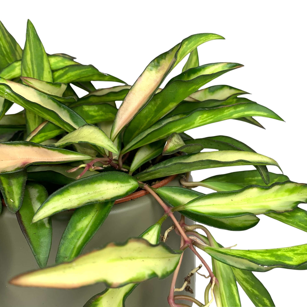 Hoya wayetii tricolor variegata Foliage Dreams