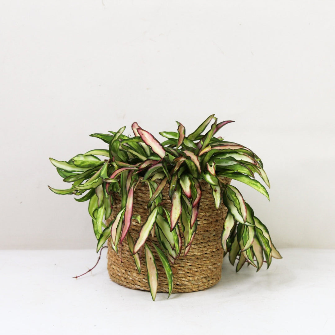 Hoya Wayetii 'Tricolor' Variegata M / Korb braun Foliage Dreams