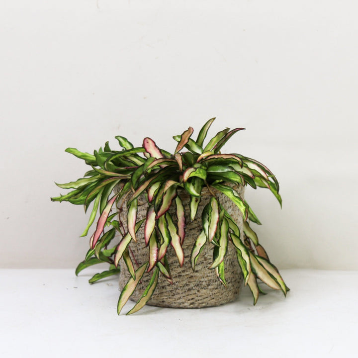 Hoya Wayetii 'Tricolor' Variegata M / Korb creme Foliage Dreams
