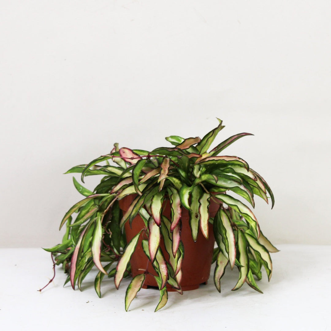 Hoya Wayetii 'Tricolor' Variegata M / ohne Übertopf Foliage Dreams