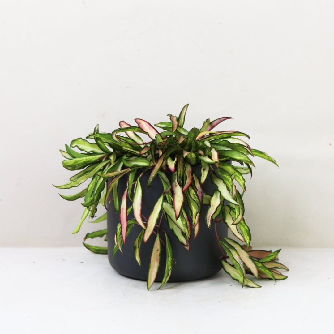 Hoya Wayetii 'Tricolor' Variegata M / Topf anthrazit Foliage Dreams