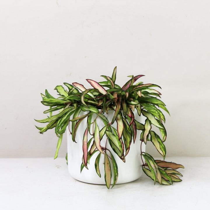 Hoya Wayetii 'Tricolor' Variegata M / Topf weiß Foliage Dreams