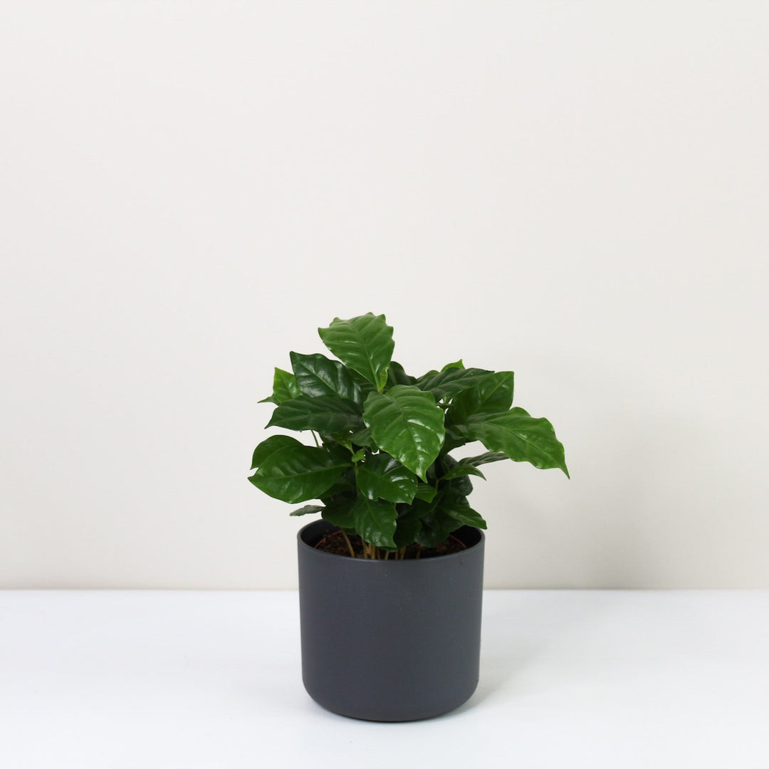 Kaffeepflanze - Coffea Arabica Foliage Dreams