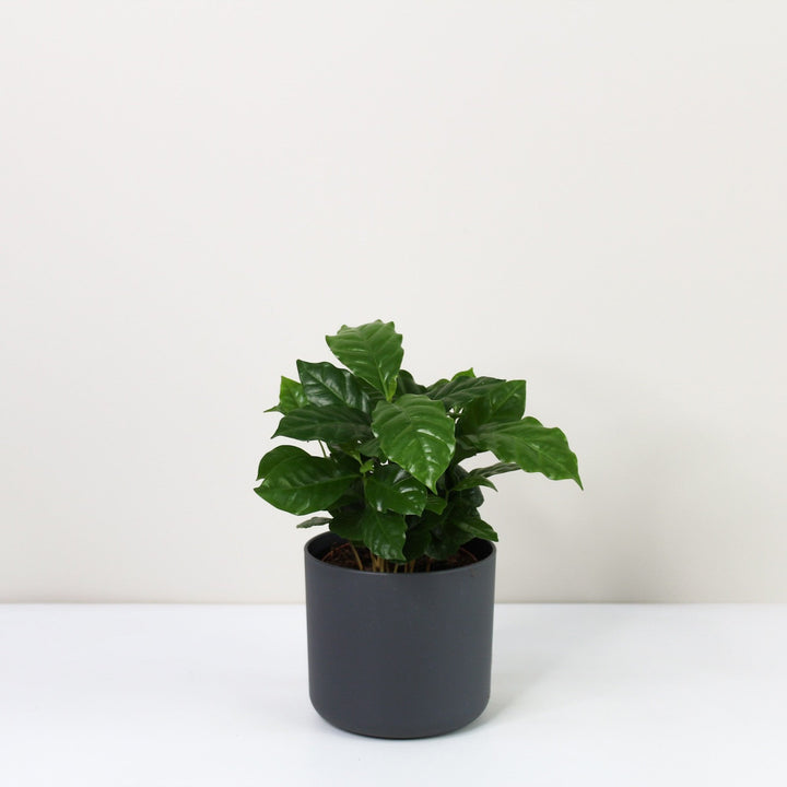 Kaffeepflanze - Coffea Arabica Foliage Dreams