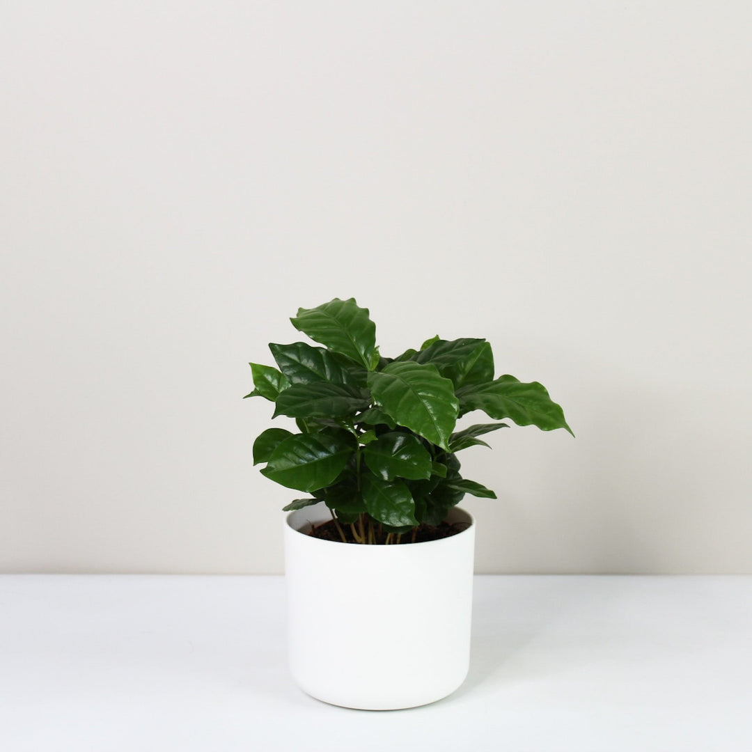 Kaffeepflanze - Coffea Arabica Foliage Dreams