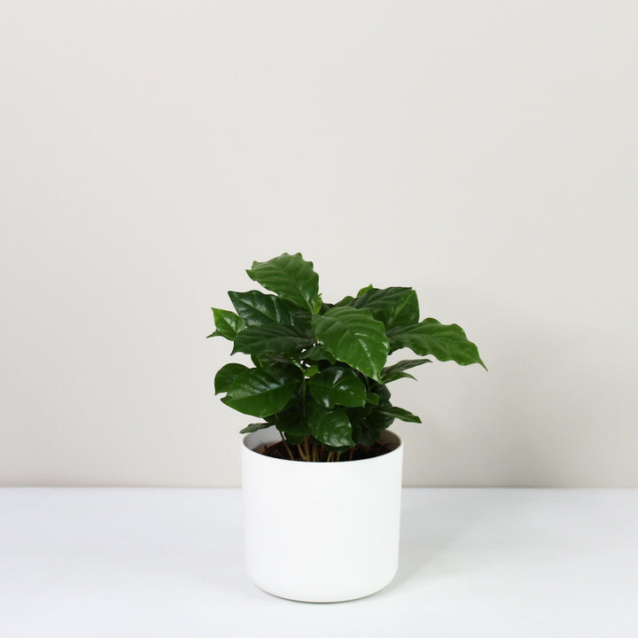 Kaffeepflanze - Coffea Arabica Foliage Dreams