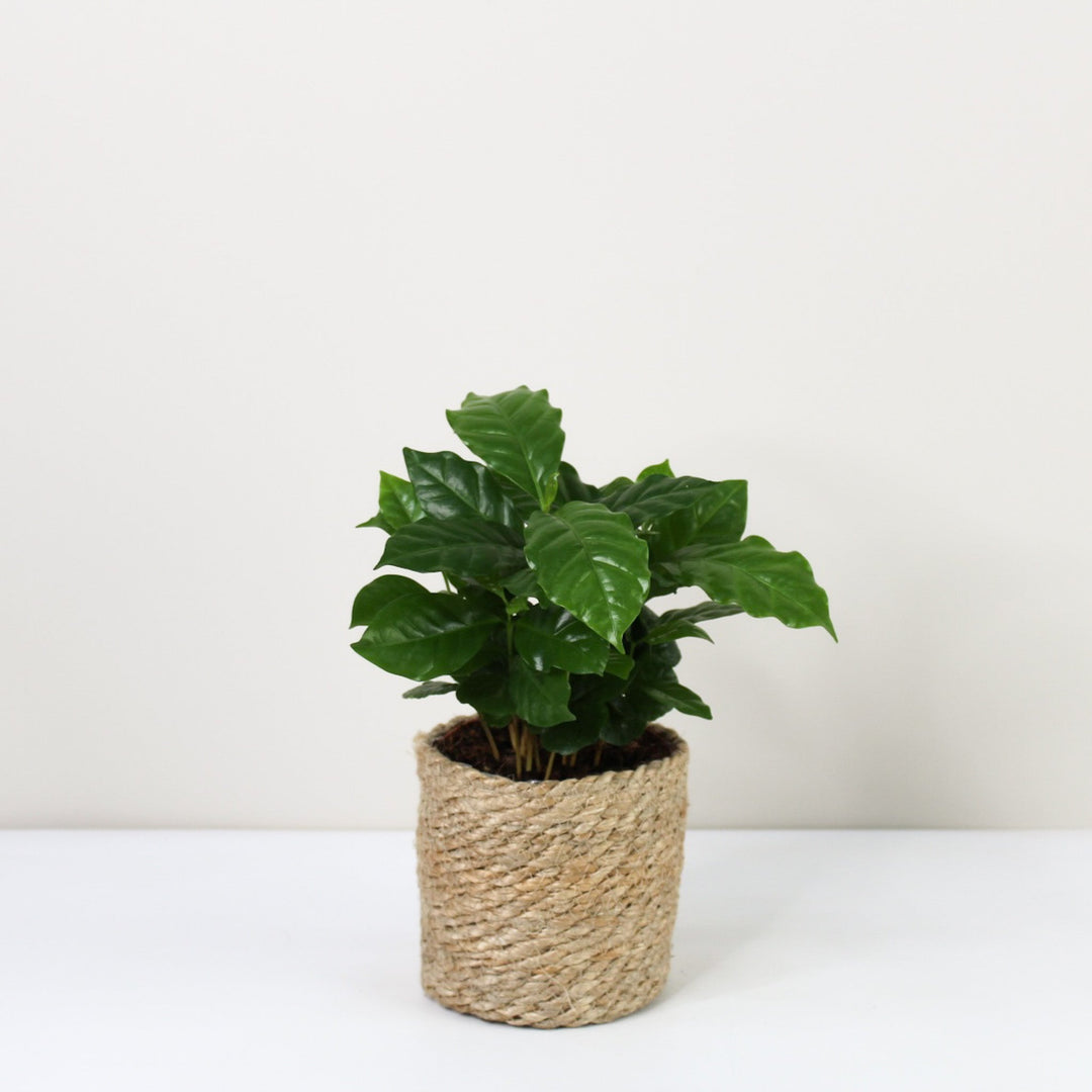 Kaffeepflanze - Coffea Arabica Foliage Dreams