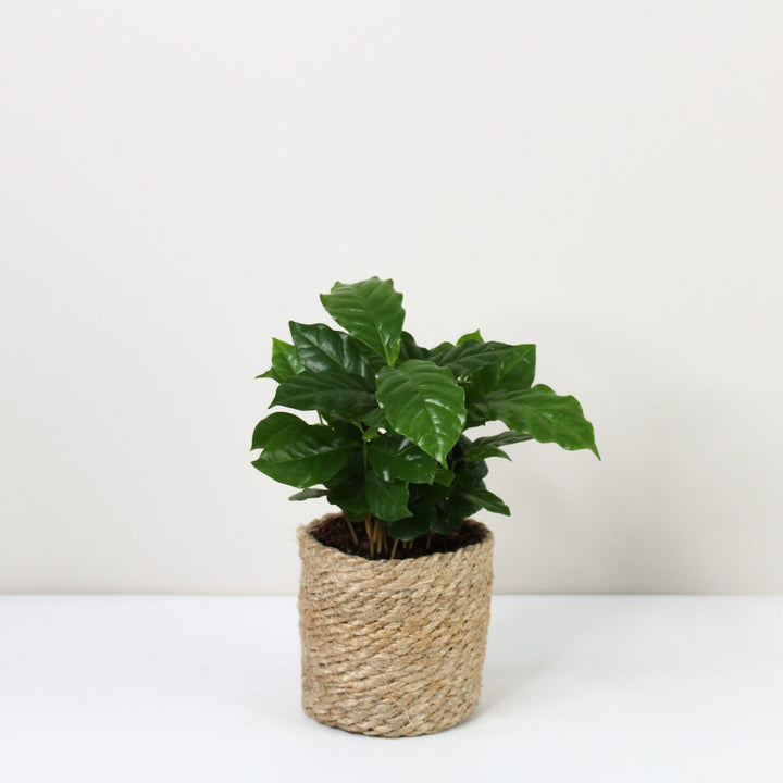 Kaffeepflanze - Coffea Arabica Foliage Dreams