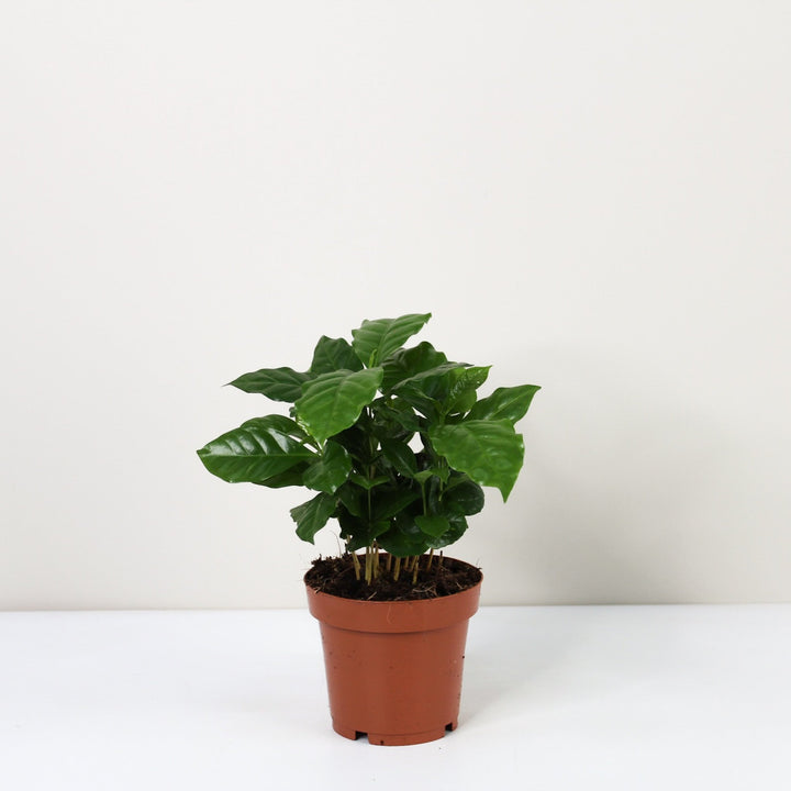 Kaffeepflanze - Coffea Arabica Foliage Dreams