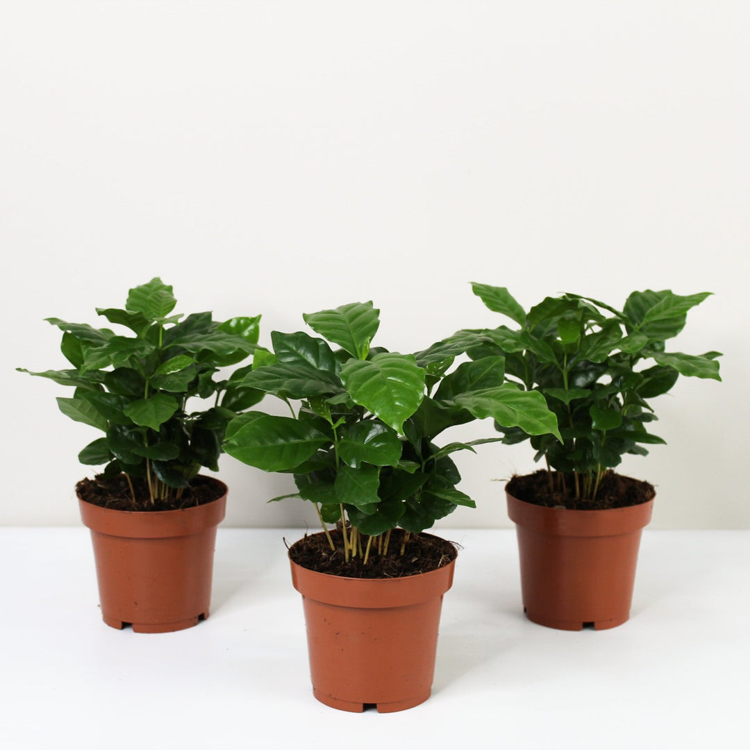 Kaffeepflanze - Coffea Arabica Foliage Dreams