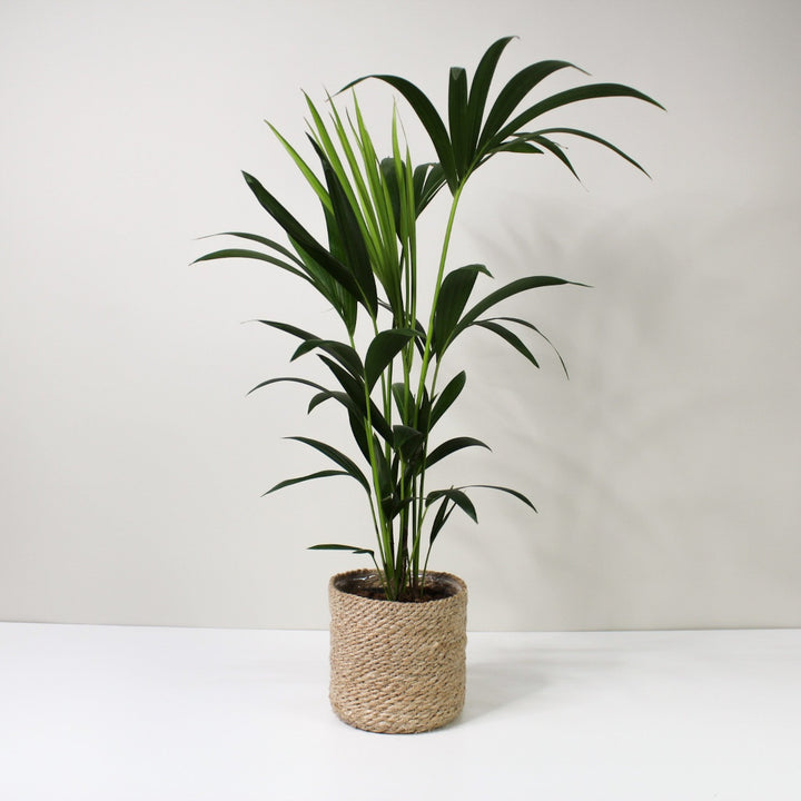 Kentia Palme (Howea fosteriana) L Foliage Dreams