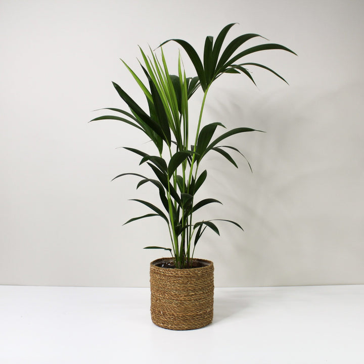 Kentia Palme (Howea fosteriana) L Foliage Dreams