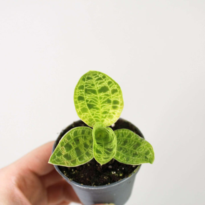 Macodes Petola (Jewel Orchid) Foliage Dreams