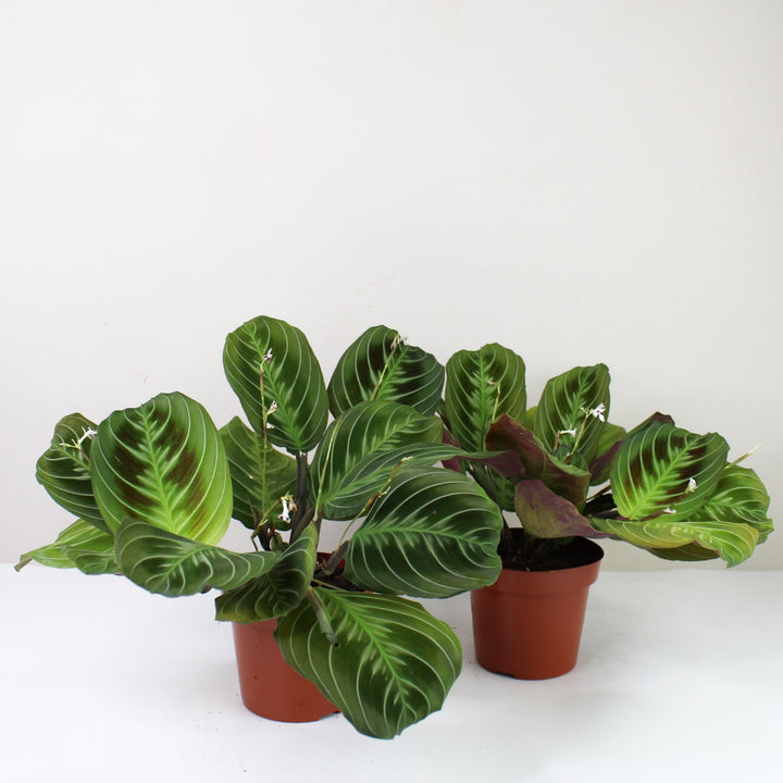 Maranta 'Cat Moustache' (NoID) Foliage Dreams