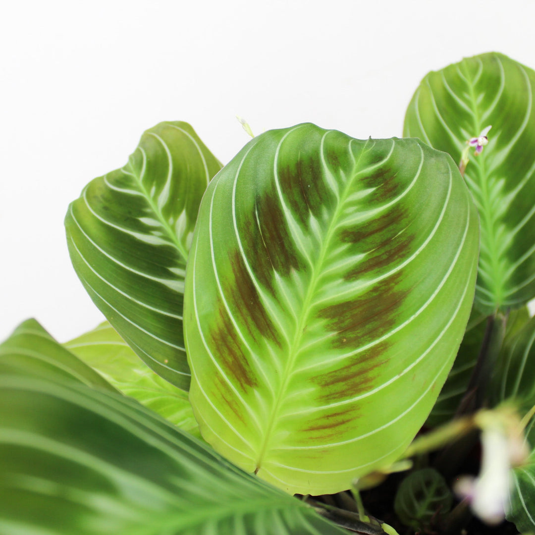 Maranta 'Cat Moustache' (NoID) Foliage Dreams