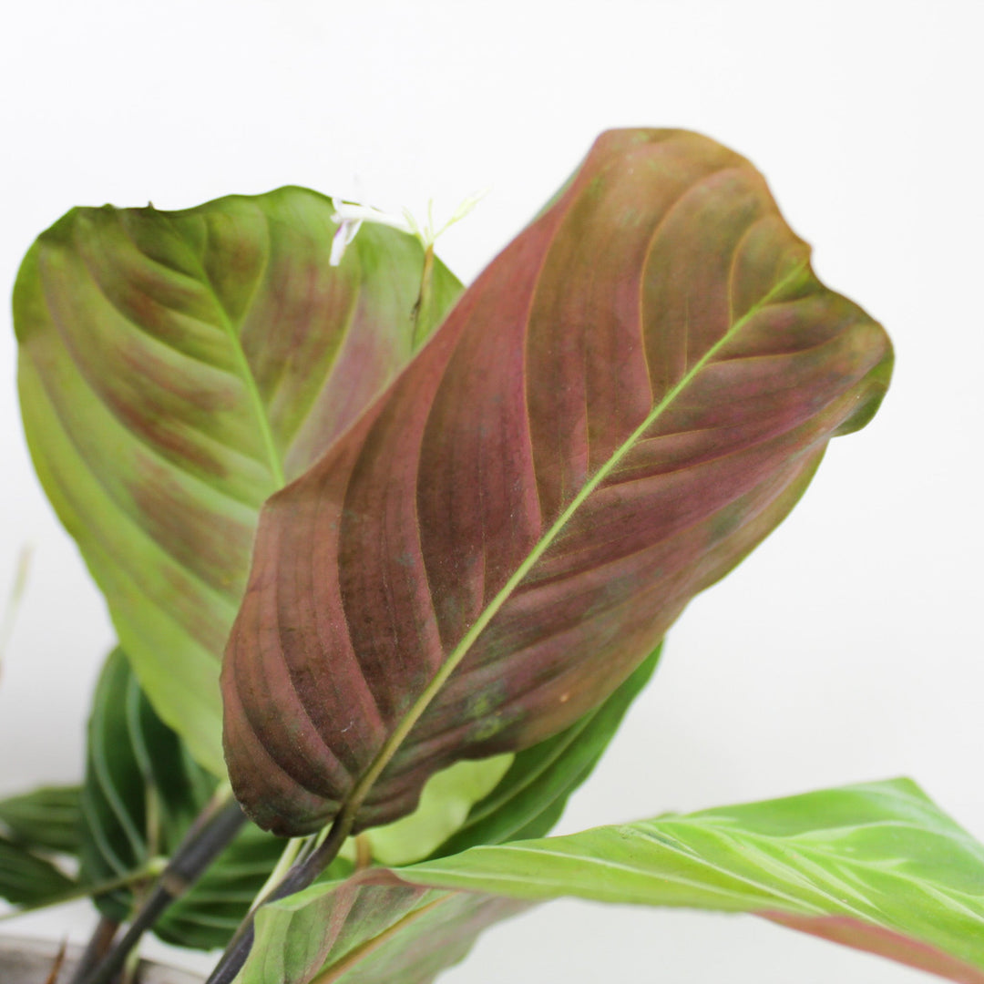 Maranta 'Cat Moustache' (NoID) Foliage Dreams