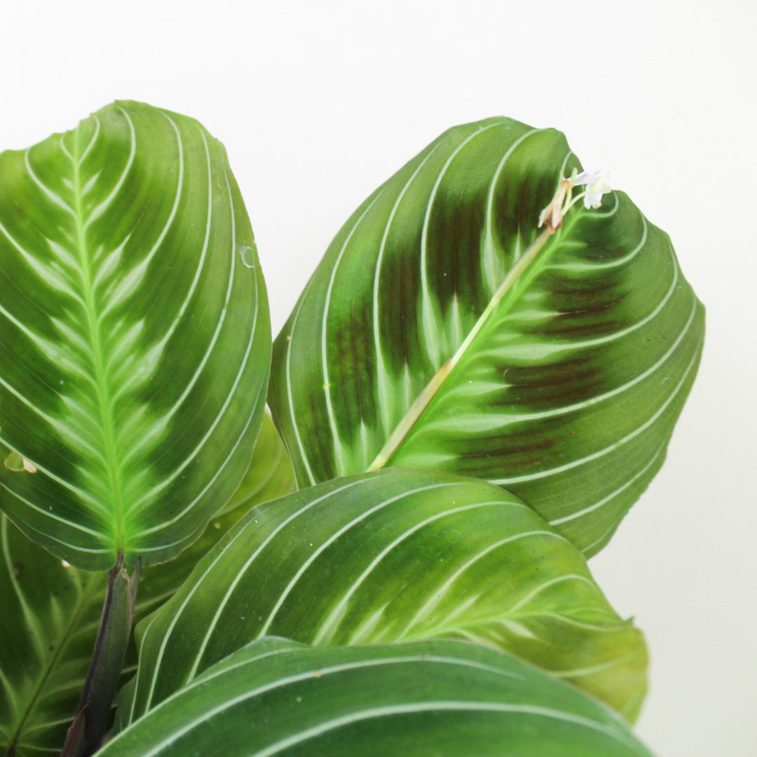 Maranta 'Cat Moustache' (NoID) Foliage Dreams
