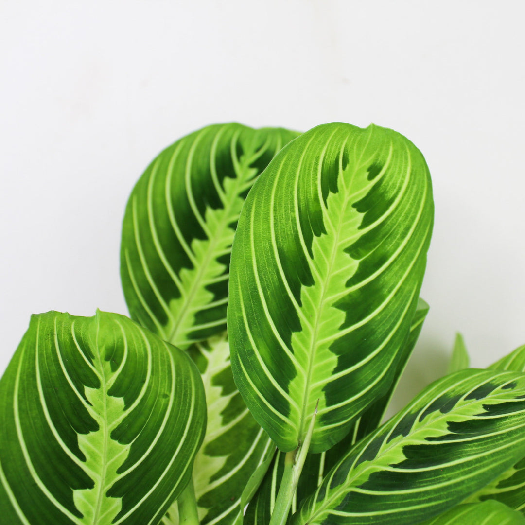 Maranta Lemon Lime Foliage Dreams