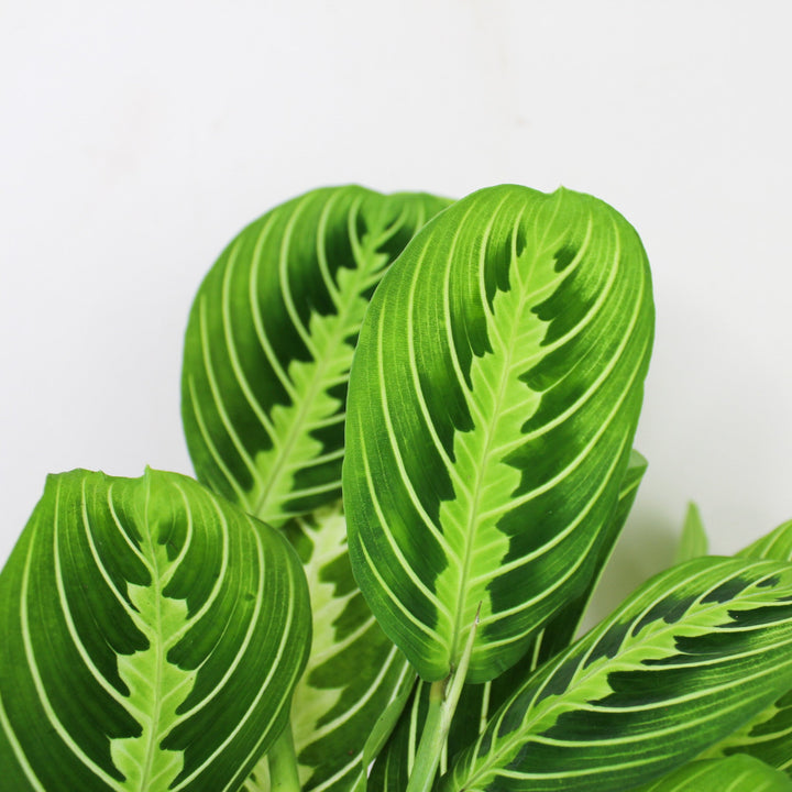 Maranta Lemon Lime Foliage Dreams