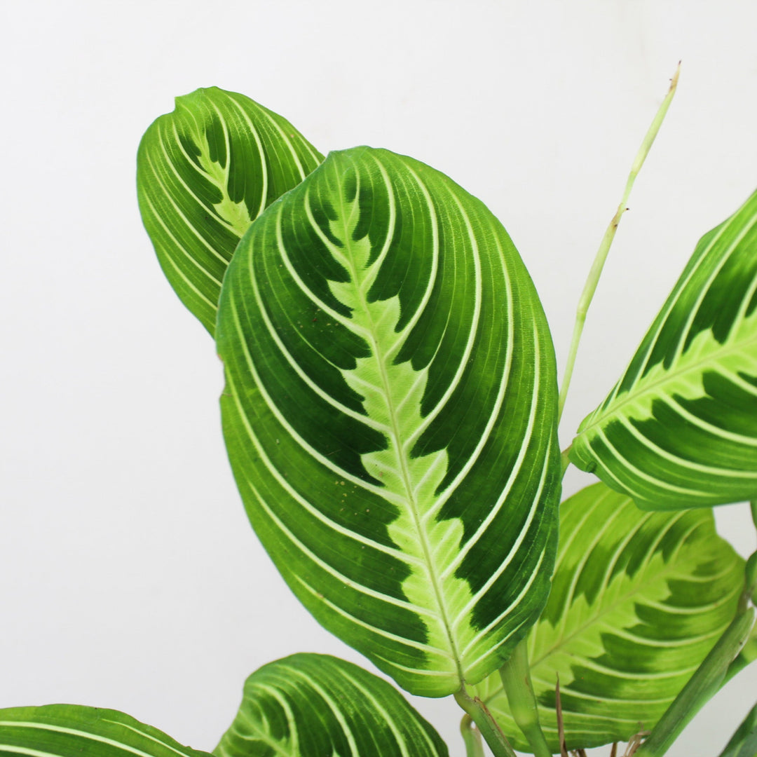 Maranta Lemon Lime Foliage Dreams