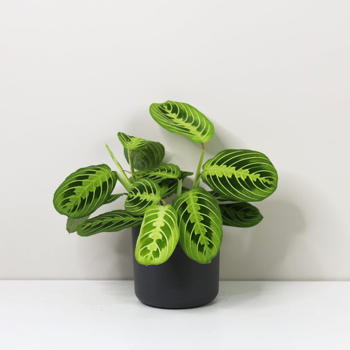Maranta Lemon Lime Foliage Dreams