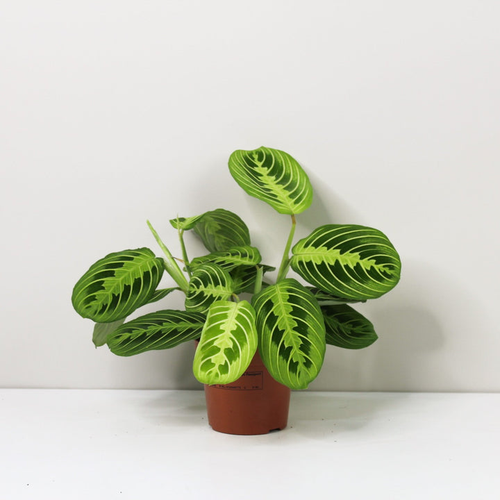 Maranta Lemon Lime Foliage Dreams