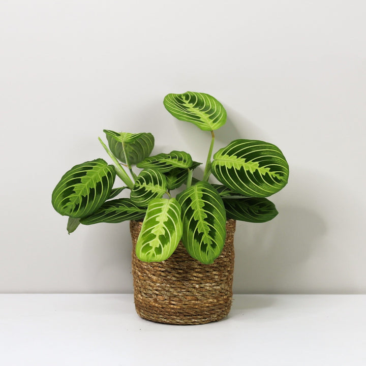 Maranta Lemon Lime Foliage Dreams