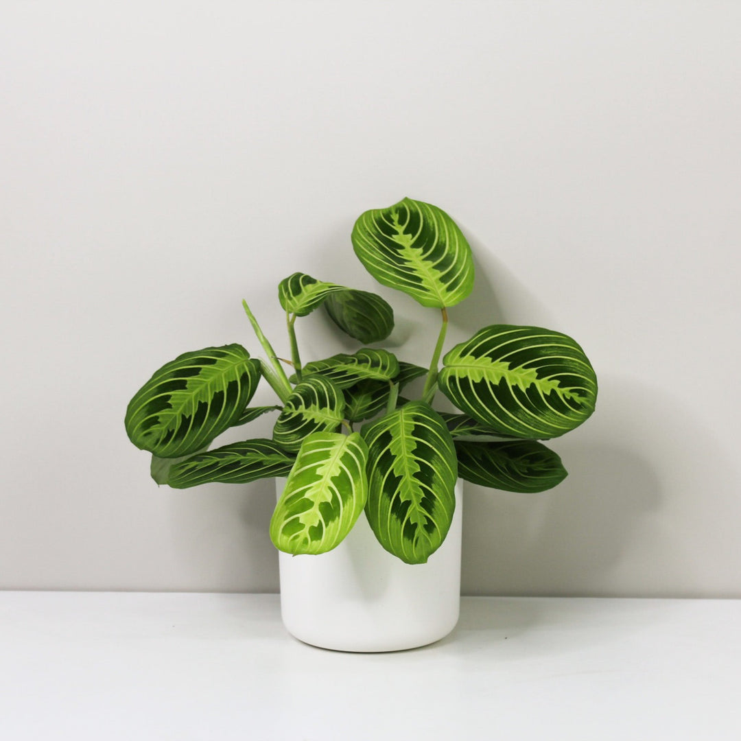 Maranta Lemon Lime Foliage Dreams