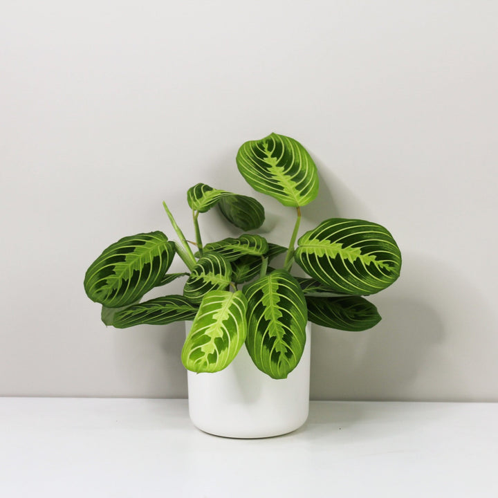 Maranta Lemon Lime Foliage Dreams