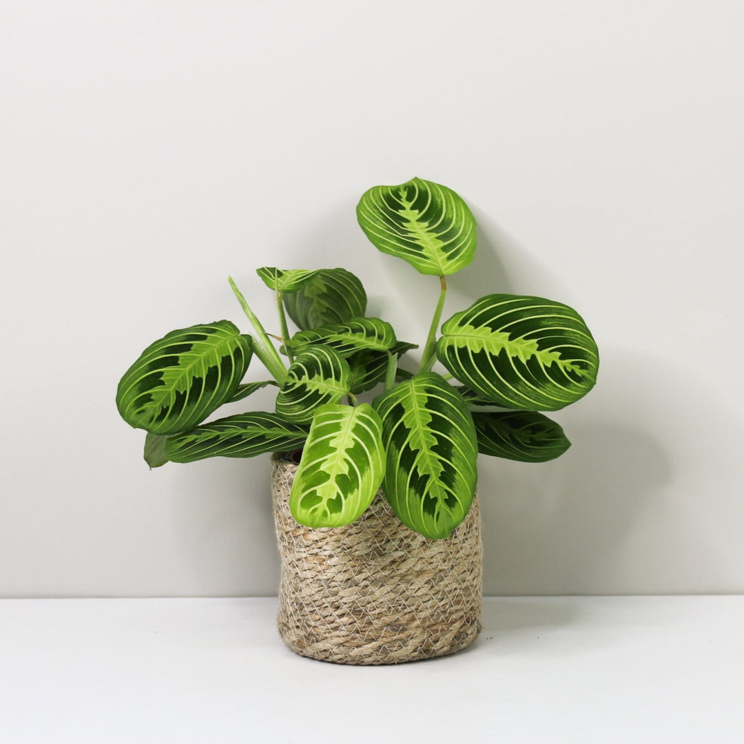 Maranta Lemon Lime Foliage Dreams