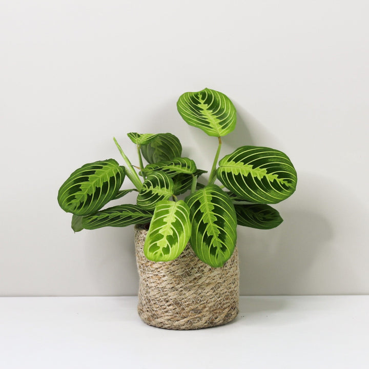Maranta Lemon Lime Foliage Dreams