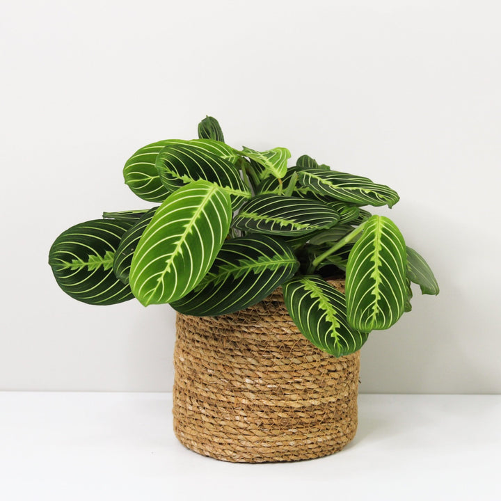 Maranta Lemon Lime Foliage Dreams