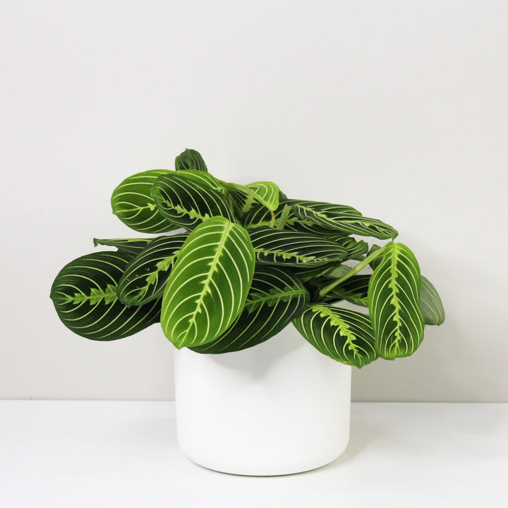 Maranta Lemon Lime Foliage Dreams