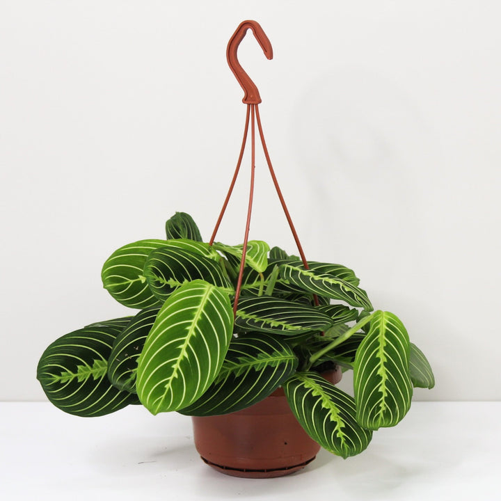 Maranta Lemon Lime Foliage Dreams