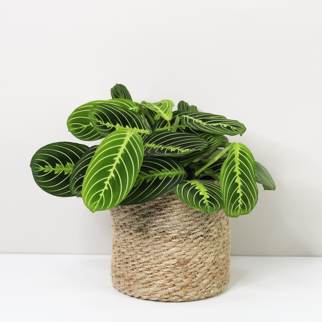 Maranta Lemon Lime Foliage Dreams