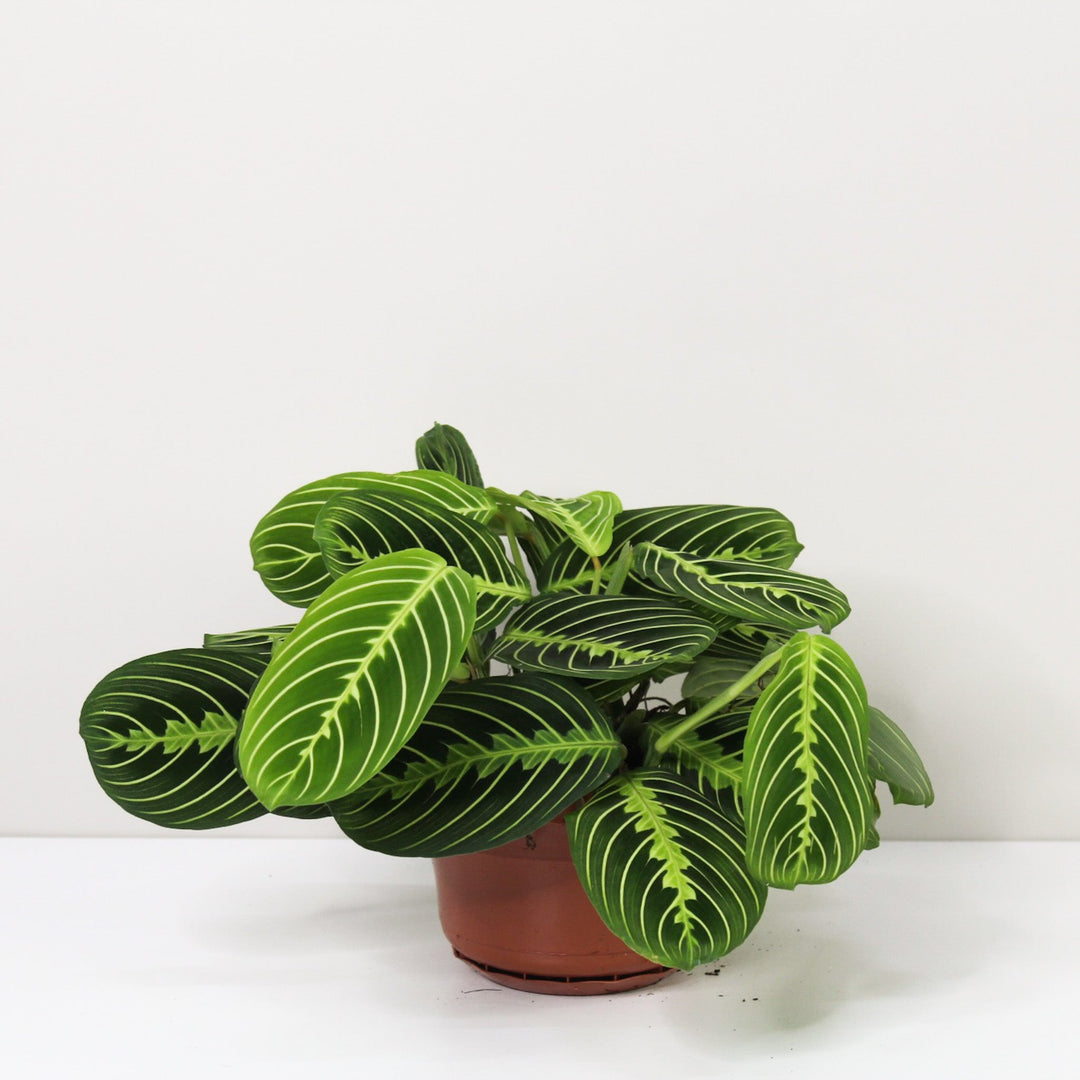 Maranta Lemon Lime Foliage Dreams