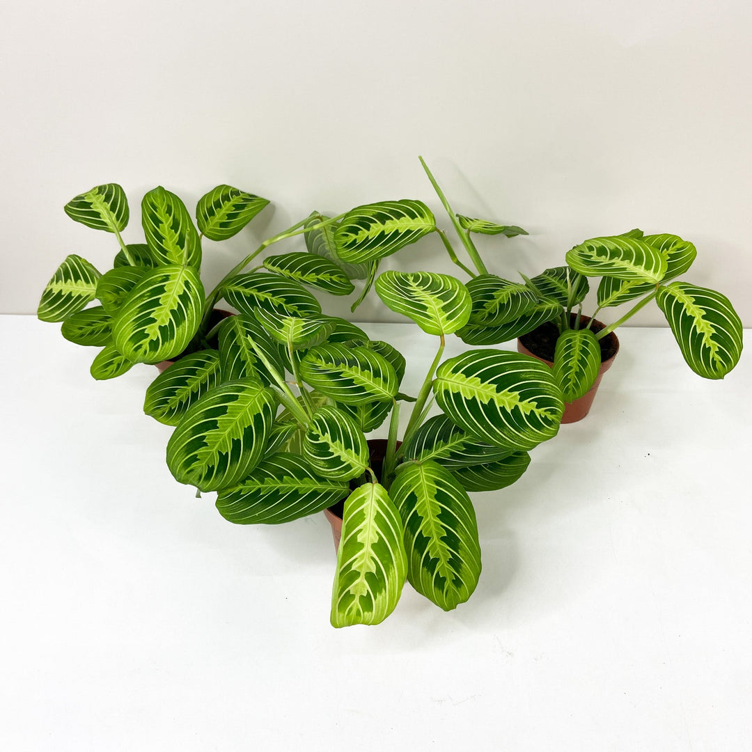 Maranta Lemon Lime Foliage Dreams