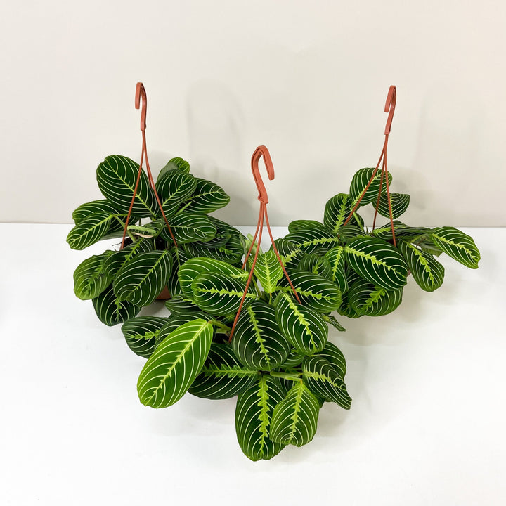 Maranta Lemon Lime Foliage Dreams