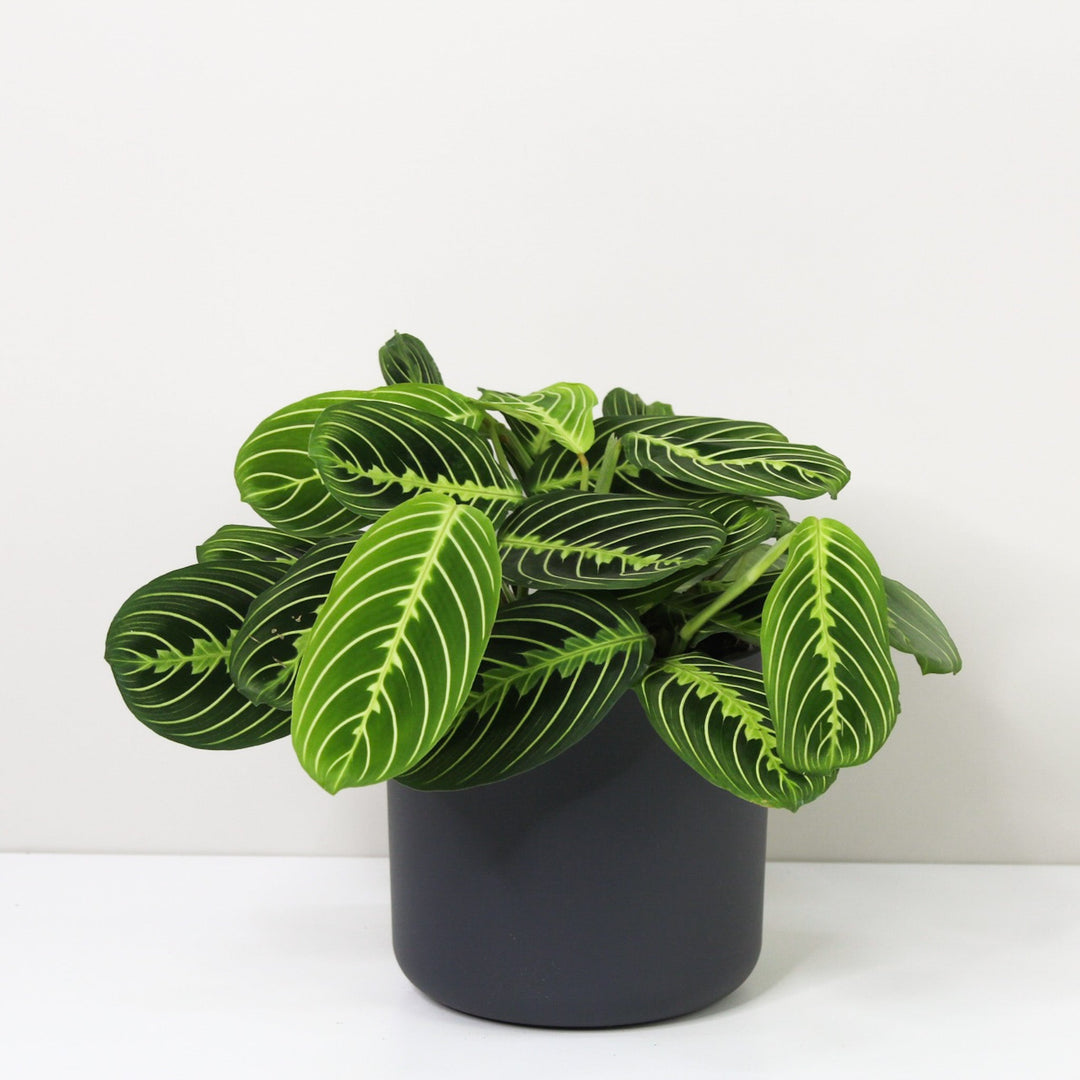 Maranta Lemon Lime Foliage Dreams