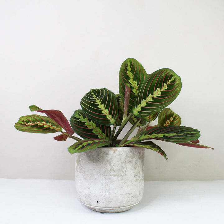 Maranta Leuconeura Fascinator Foliage Dreams